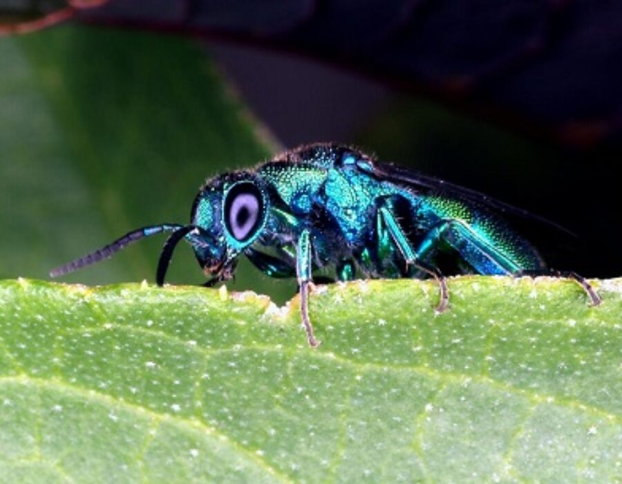 Entomology