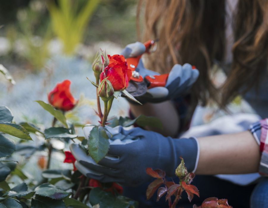 close-up-female-gardener-s-hand-trimming-red-rose-from-plant-with-secateurs