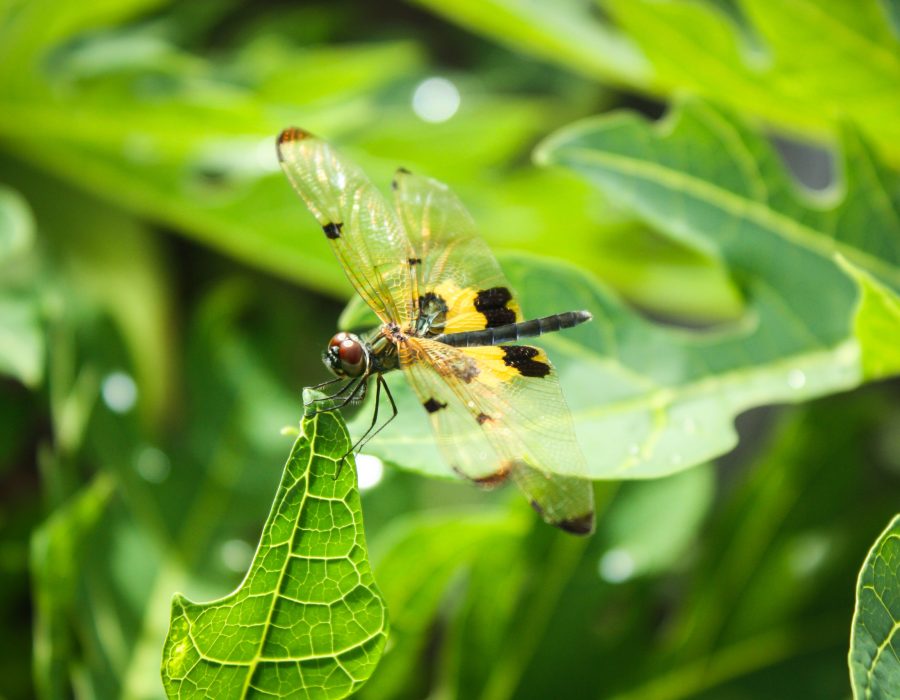 A macro of a dragonfly (Odonata) on a green leaf