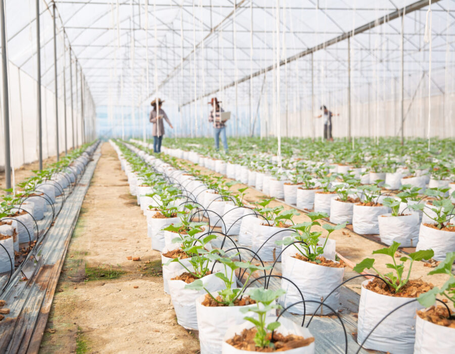 melons-plantation-with-workers